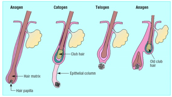 fases dos ciclo capilar