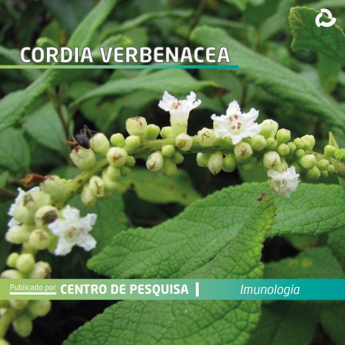 Cordia verbenacea - planta