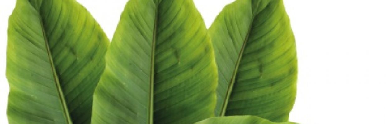 Eficaz ação hipoglicemiante da banana leaf - folha de banana